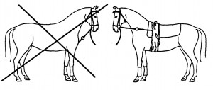 Stoßzügel - straight side-reins - are counter-effective in training. In vaulting competition they are required by the rules.