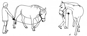Crossing legs on the small volte - see "From Leading to Liberty"  and "Playing with Horses"