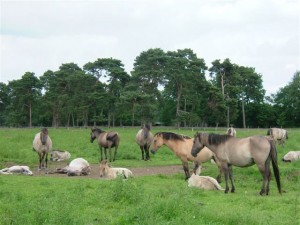 the herd guards the sleeping foals.