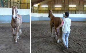 Check the horse's straightness on the diagonal by walking behind him. Überprüfen Sie die Geradestellung auf der Diagonalen, indem Sie hinter dem Pferd gehen.