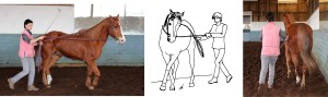 You can use your whip or your outside hand to push the horse's croup over. Sie können mit der Gerte oder der äußeren Hand die Kruppe heraus halten.