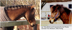 Left: this horse is sleeping - see the hanging lip! Right: this pony is sadly at a loss - tight mouth! He needs help! Links: dieses Pferd schläft - siehe Hängelippe! Rechts: das arme Pony ist ratlos - angespanntes Maul! Es braucht Hilfe!