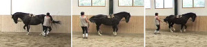 The horse learns in the "Cradle"  to play with his gravity point. Das Pferd lernt in der "Wiege" mit seinem Schwerpunkt zu spielen.