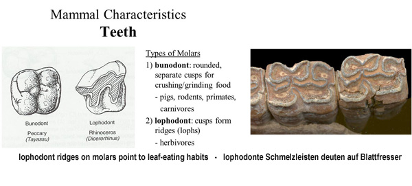 The Miohippus still had relatively flat, low molars, but lophodont ridges developed, which point to leaf-eating habits. Das Miohippus hatte zwar noch relativ niederkronige Backenzähne, aber nun mit lophodonten Schmelzleisten, die auf Blattfresser deuten.