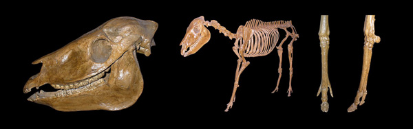 Merychippus - Size of head is changing with development of teeth, size increases, limbs change! Merychippus - Die Größe des Kopfes ändert sich mit der Entwicklung der Zähne, Körpergröße wächst, Beine ändern sich!