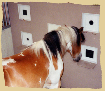 The horse is shown several pattern and touches the previously learned one. Dem Pferd werden verschiedene Symbole gezeigt und es berührt das zuvor gelernte. 